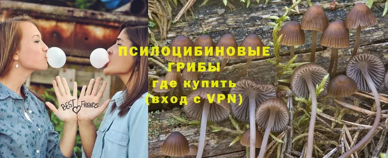 что такое наркотик  Калязин  Псилоцибиновые грибы MAGIC MUSHROOMS 